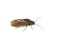 Sialis nigripes alderfly on white