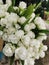 Siam or Pathumma flowers, white, multi-layered petals arranged in a long bouquet.