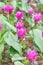 Siam Tulip Curcuma alismatifolia ,Siamese tulips or Krachiew flowers