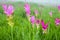 Siam tulip field in the mist