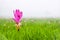 Siam tulip field in the mist