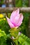 Siam Tulip Flower.