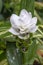 Siam Tulip hybrid \\\'White Jasmine\\\'