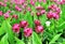 Siam tulip pink