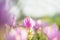 Siam Tulip,Summer Tulip of Thailand,Curcuma alismatifolia,Pink flowers