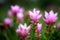 Siam Tulip - Thai flower. It\'s maybe called Curcuma alismatifoli