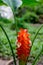 Siam tulipsCurcuma alismatifolia at Namtok Pha Charoen National Park,Phop Phra District,Tak Province,Thailand.