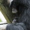 Siamang ape with baby ape