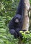 Siamang, black furred Gibbon.