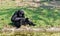 Siamang, black furred gibbon