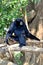 Siamang, black furred gibbon