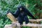 Siamang, black furred gibbon