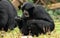 Siamang gibbon.