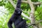 Siamang Gibbon