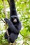 Siamang Gibbon