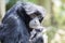 Siamang Gibbon