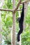 Siamang Gibbon hanging in the tree