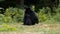 Siamang Gibbon / Hylobates syndactylus sitting among plants and foliage on a sunny day