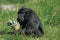 Siamang gibbon looking at a pineapple