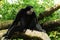 Siamang Gibbon Monkey