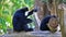 A Siamang Gibbon monkey\'s playing on tree