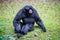 Siamang gibbon or Symphalangus Syndactylus