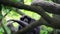 Siamang Gibbon Symphalangus syndactylus Sitting on Tree Branch