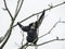 Siamang gibbon on the tree