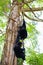 Siamang Gibbons