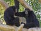 Siamang Gibbons Communicating