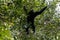 Siamang, largest gibbon with black furs reaching out for berry t