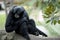 The siamang monkey is black with a grey face