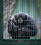 Siamang monkey in a cell