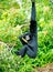 Siamang monkey hanging with one arm from a tree
