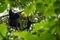 The Siamang mother is looking after the baby on the tree. Arboreal black-furred gibbon hanging in the tree. Malaysia