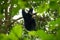 The Siamang mother is looking after and nursing the baby on the tree. Arboreal black-furred gibbon hanging in the tree