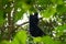 The Siamang mother is looking after and nursing the baby on the tree. Arboreal black-furred gibbon hanging in the tree