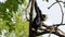 The siamang, Symphalangus syndactylus is an arboreal black-furred gibbon