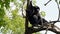 The siamang, Symphalangus syndactylus is an arboreal black-furred gibbon