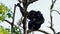 The siamang, Symphalangus syndactylus is an arboreal black-furred gibbon