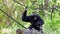 The siamang, Symphalangus syndactylus is an arboreal black-furred gibbon native to the forests of Malaysia