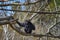 Siamang, Symphalangus syndactylus with long, gangling arms and long, dense, shaggy hair