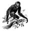 Siamang, vintage illustration