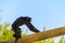 A Siamang is walking on a tree log