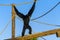 A Siamang is walking on a tree log