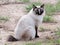 Siamese American bobtail manx cat