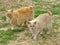 Siamese American bobtail manx cat