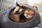 Siamese and Bengal Cat in Cat Cave