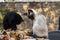 Siamese and black cats wash themselves on a blurred autumn background