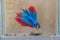 Siamese blue red fighting fish in a glass bowl